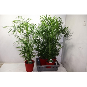 arr8 Chamaed Cataractarum In Kunststof Pot