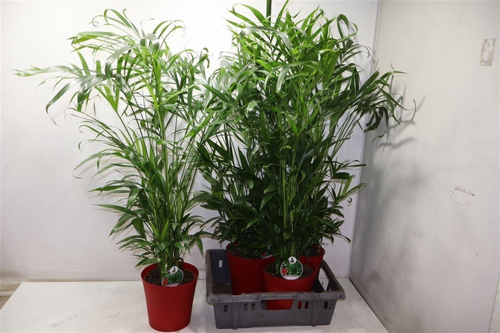 <h4>Chamaed Cataractarum In Kunststof Pot</h4>