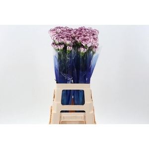 Dianthus ST 'Damascus'