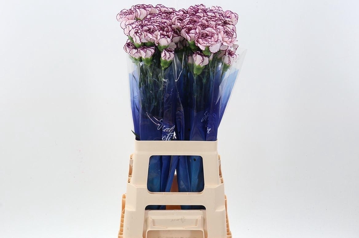 <h4>Dianthus ST 'Damascus'</h4>