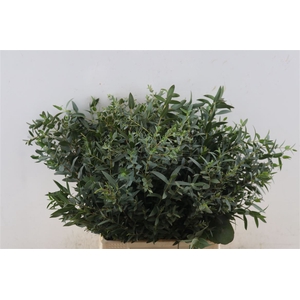 Euca Parvifolia Short 150gr P Bunch