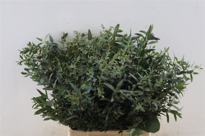 Euca Parvifolia Short 150gr P Bunch