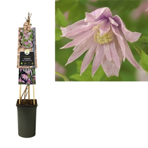 Clematis macr. 'Markham's Pink' +3.0 label