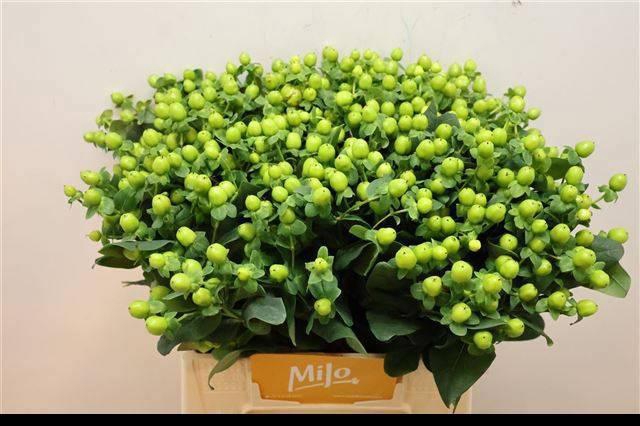 <h4>HYP MAG GREEN POWER</h4>