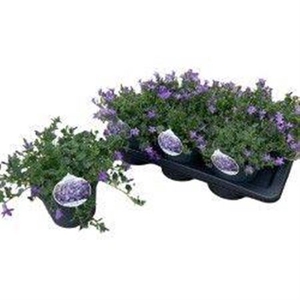 Campanula portenschlagiana