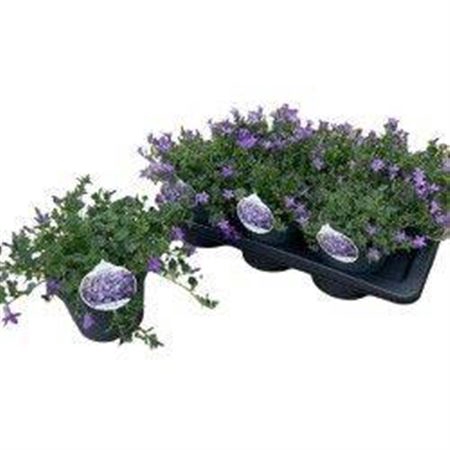 <h4>Campanula portenschlagiana</h4>
