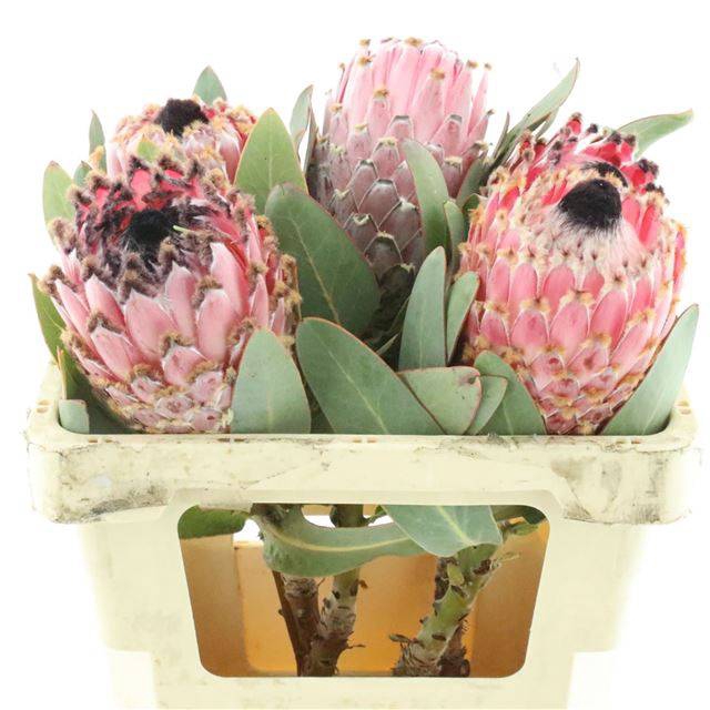 <h4>PROTEA MAGNIFICA</h4>
