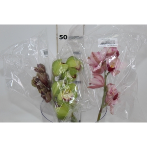 CYMBIDIUM MAX MISTO 9/11 HT MIN 9 FLS