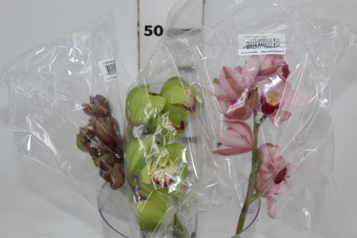 <h4>CYMBIDIUM MAX MISTO 9/11 HT MIN 9 FLS</h4>