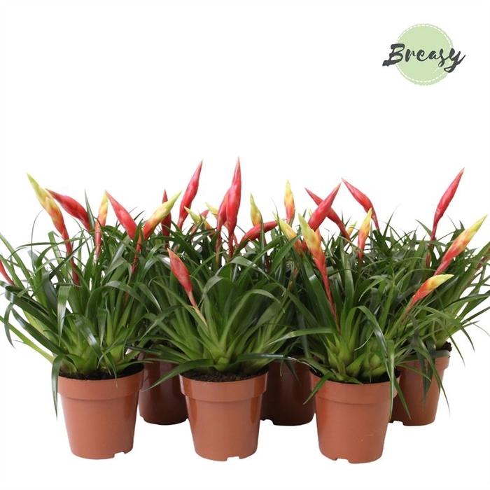 <h4>Vriesea Multiflora type gemengd 2 s</h4>