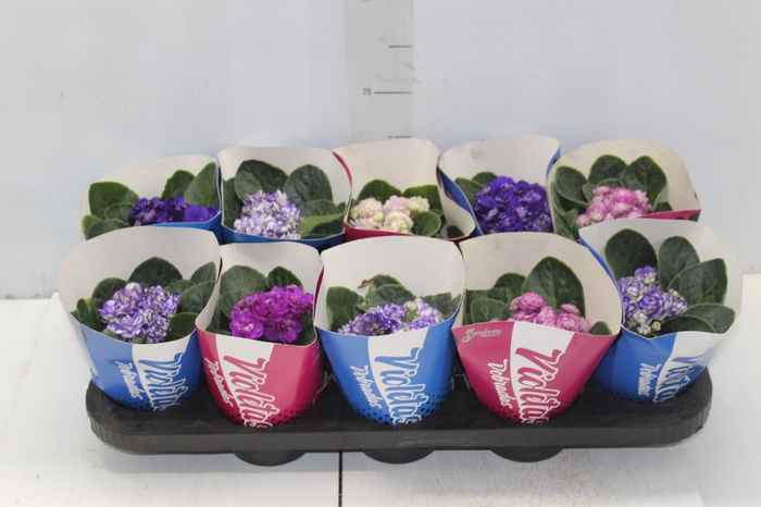 <h4>VIOLETA DOBRADA P11</h4>