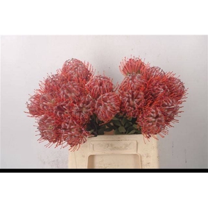 LEUCO SCARLET RIBBON