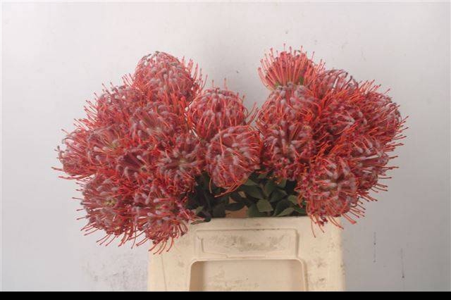<h4>LEUCO SCARLET RIBBON</h4>
