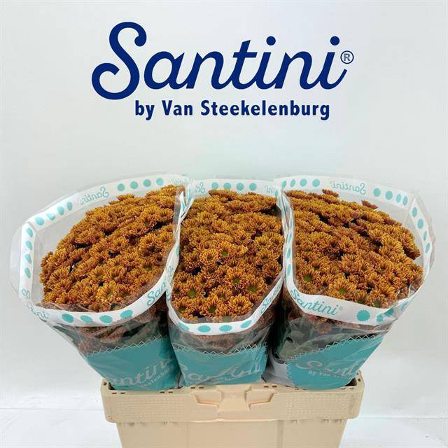 <h4>CHR SAN KINDL ORANGE</h4>