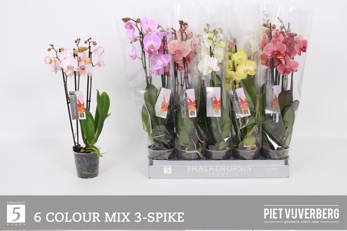 <h4>PHAL GEM 6 KL</h4>