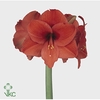 AMARYLLIS NARANJA