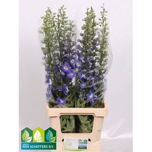DELPH DU AURORA BLUE