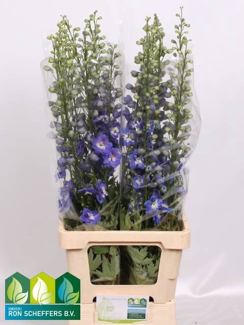 <h4>DELPH DU AURORA BLUE</h4>