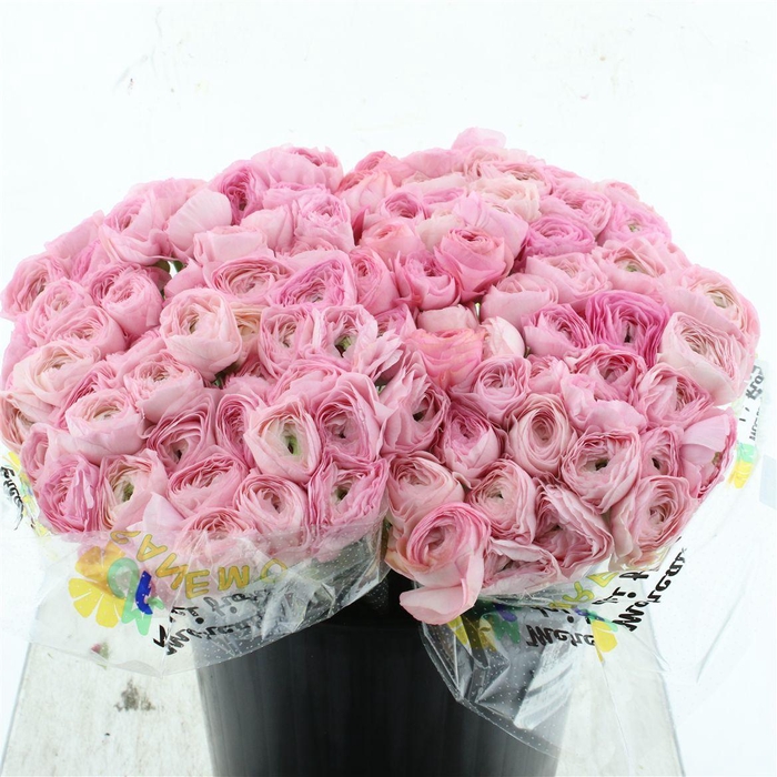 <h4>Ran Su Sr Rosa 416 1a</h4>