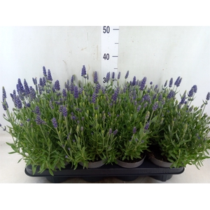 Lavandula angus. 'Spear Blue'