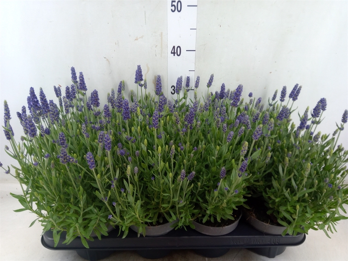 <h4>Lavandula angus. 'Spear Blue'</h4>