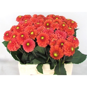 Dahl Bright Orange