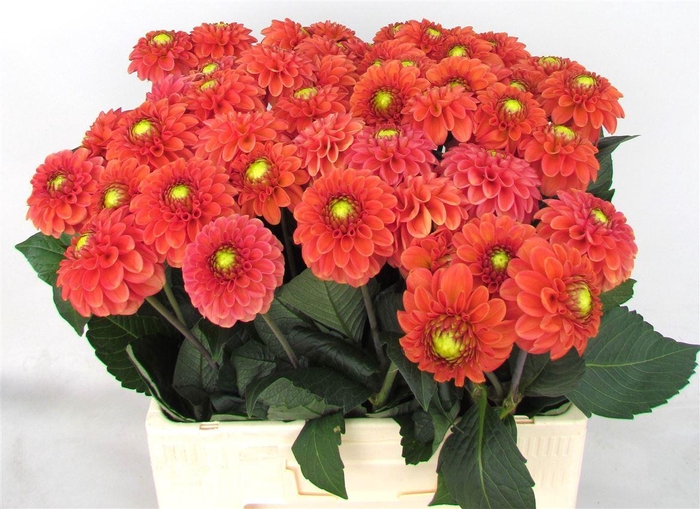 <h4>Dahl Bright Orange</h4>