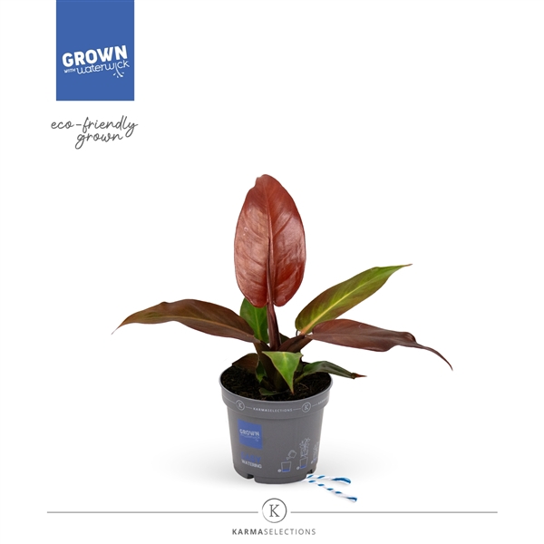 <h4>Philodendron - KARMA Starfire | 12cm</h4>