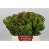 Leucadendron Goldstrike