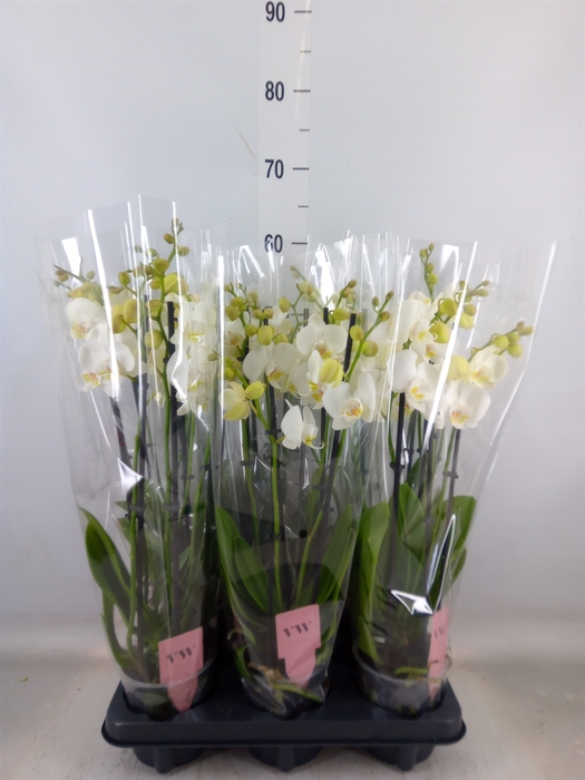 <h4>Phalaenopsis  'Ant Inverness'</h4>