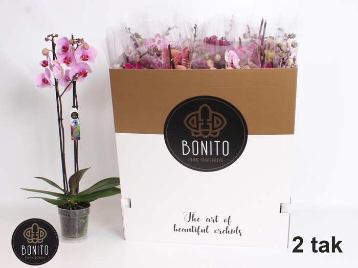 <h4>PHAL GEM 7 KL</h4>