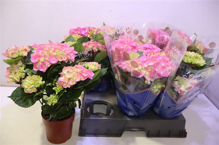 <h4>arr8 Hydr M Sarena</h4>