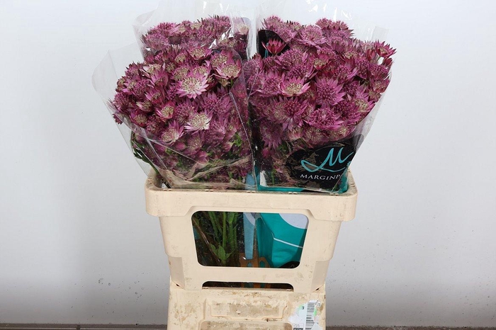 <h4>Astr Roma 60cm</h4>