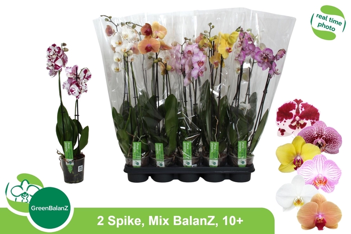 <h4>PHAL GEM</h4>