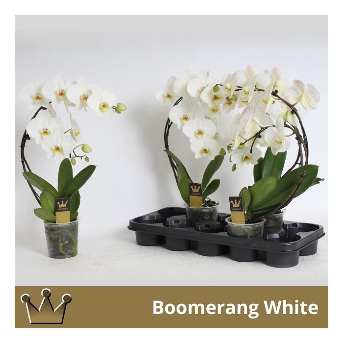 <h4>PHAL EL CASCADE</h4>