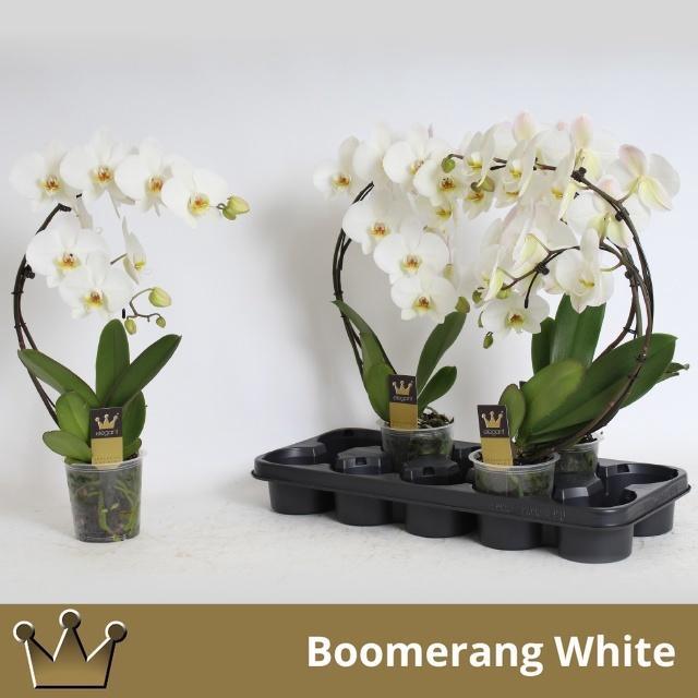 PHAL EL CASCADE