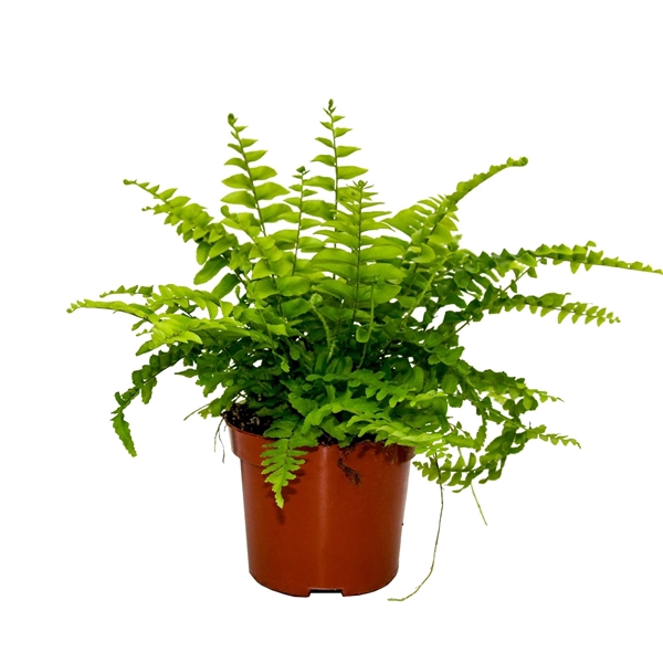 <h4>Nephrolepis Boston</h4>