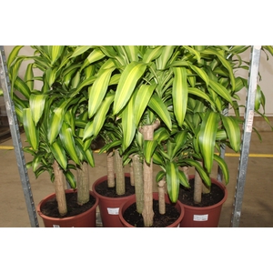 DRACENA MASSANGEANA P40