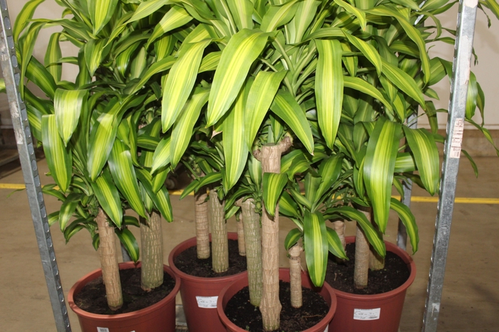 <h4>DRACENA MASSANGEANA P40</h4>