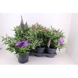 Buddleja dav. Butterfly Candy mix