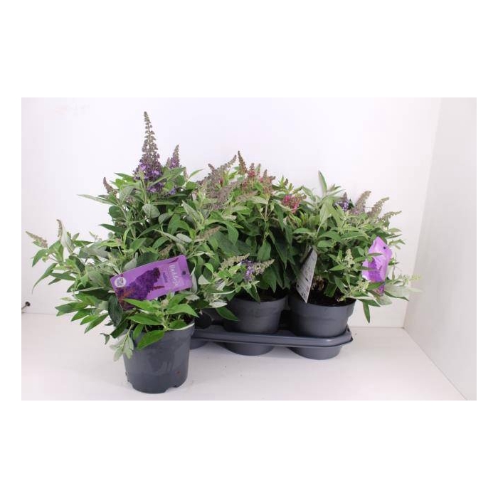 <h4>Buddleja dav. Butterfly Candy mix</h4>
