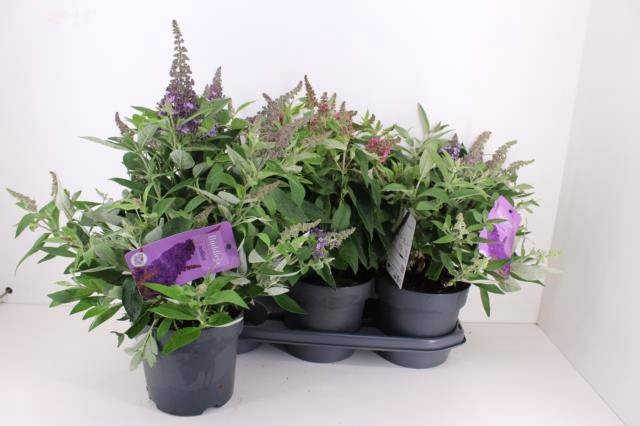 Buddleja dav. Butterfly Candy mix