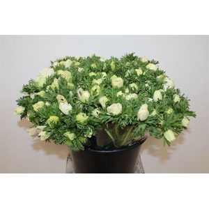 Anem Marianne Panda White