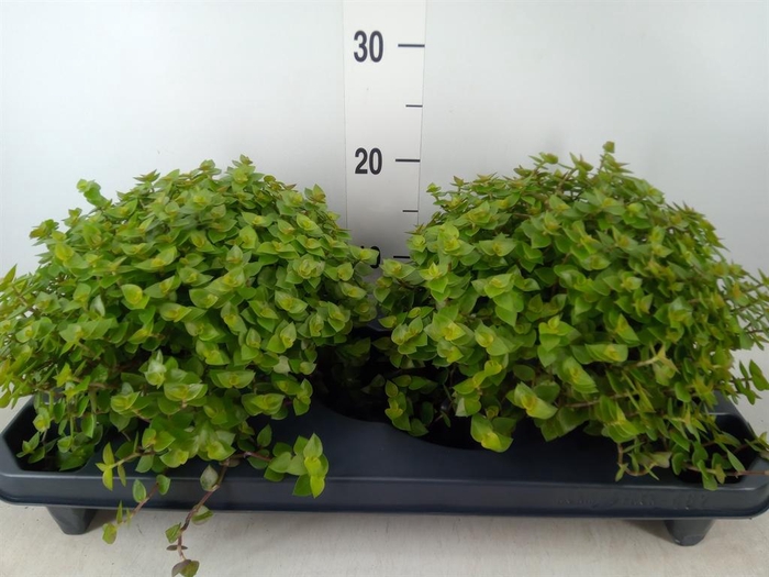 <h4>Callisia repens</h4>