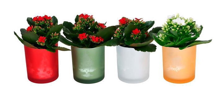 <h4>KALANCHOE BLOSSFELDIANA 'MINI'</h4>