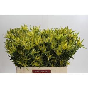 Leucadendron Pisa Spray