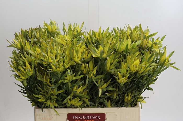 Leucadendron Pisa Spray