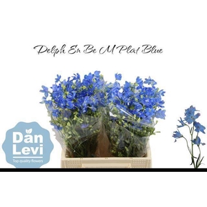 DELPH EN M PLAT BLUE