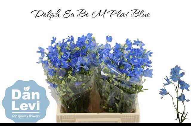 <h4>DELPH EN M PLAT BLUE</h4>