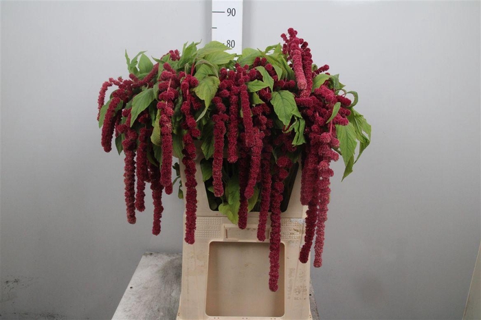 <h4>Amar Ca Rosary</h4>